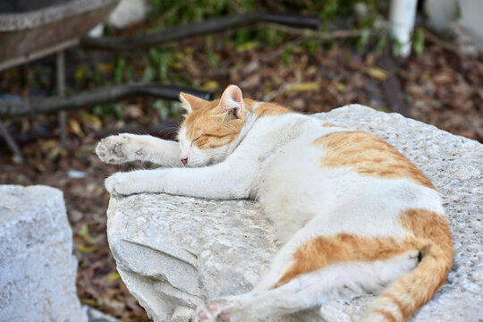 Orange and White Tabby Cat Sleeping on Roman Pedestal in Alexandria, Egypt