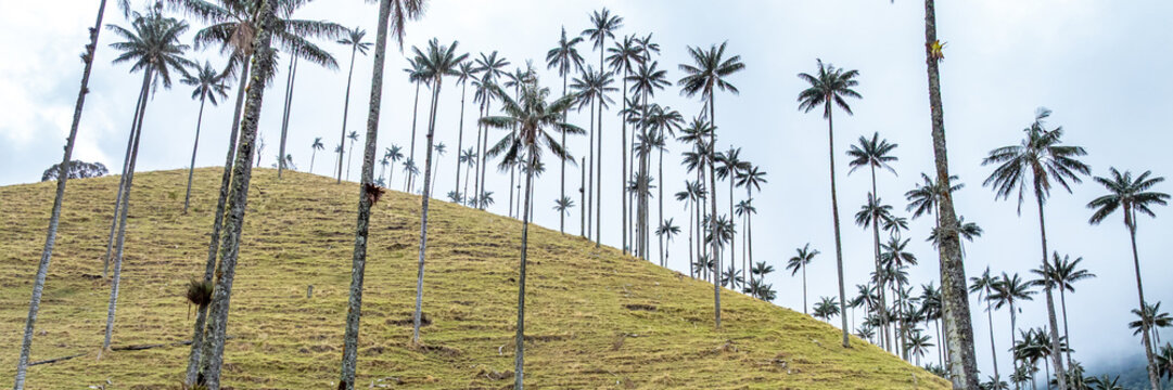 Aerial view of the iconic wax palms in the Cocora Valley, with tall, slender trees dotting the rolling green hillside under a cloudy sky in Cocora, Quindio, Colombia.