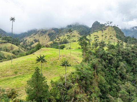 Aerial view of Cocora Valley with its iconic tall wax palms, lush green grassy hills, and misty mountains in the background in Cocora, Quindio, Colombia.
