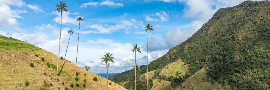 Aerial view of wax palms standing on green hills in the Cocora Valley, Cocora, Quindio, Colombia.