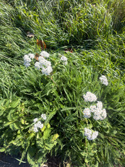 Yarrow (Achillea millefolium) white flowers on green grass © Fastmarkers