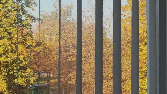 Interior view from an office window with vertical blinds slowly closing. Outside, a beautiful autumn park landscape with yellow trees