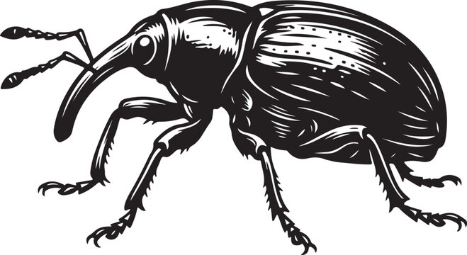 Black and white weevil vector illustration