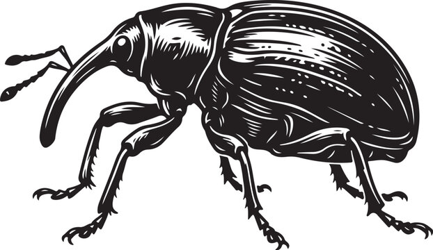 Black and white engraving illustration of a weevil snout beetle insect with long rostrum and antennae