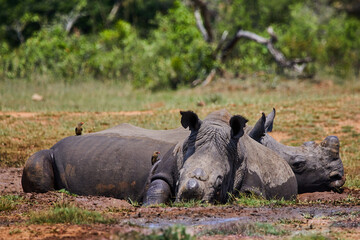 Dehorned white rhinos resting in a mud wallow with oxpeckers © Bubu