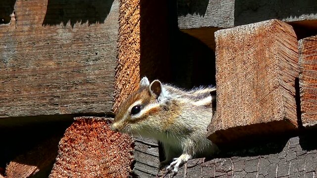 シマリス