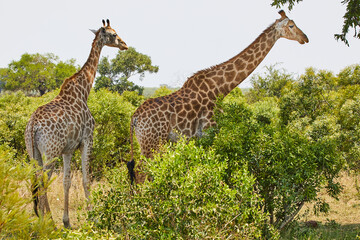 Two giraffes browsing among green bushes © Bubu