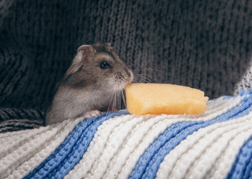 Cute winter white dwarf hamsters on a cozy knitted blanket at home workshop