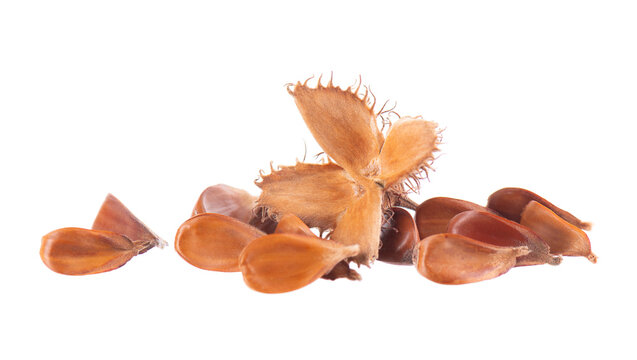 Beechnuts seeds isolated on white background. European beech nuts or Fagus sylvatica. Clipping path.