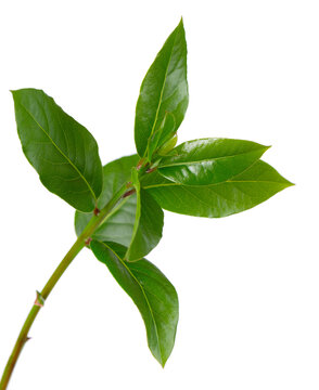 Fresh green bay laurel branch isolated on white background. Laurel leaves. Bay leaf herb. Clipping path.