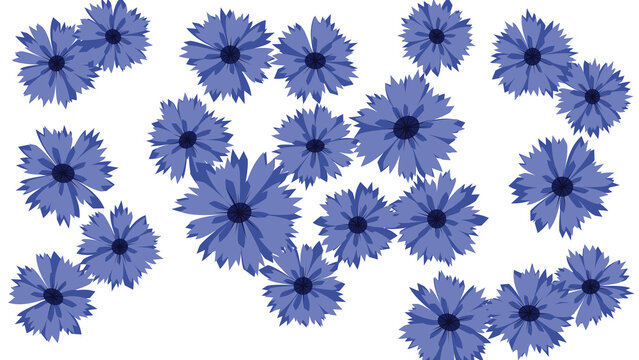 Flat vector illustration of blue cornflower blossoms scattered on white background transparent background