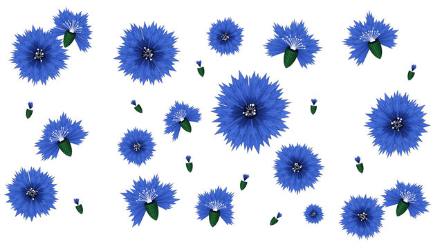 Set of hand drawn style blue cornflower illustrations isolated on white background transparent background