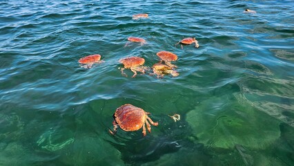 Overfishing.Discarded brown crabs in shallow ocean water near a scenic rocky coastline background © LadyLensArt 
