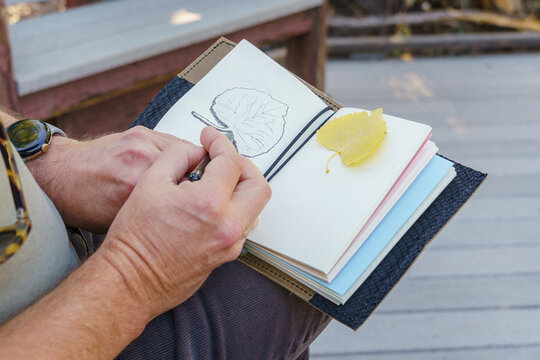 Man sitting outdoors nature journaling and sketching a cottonwood leaf