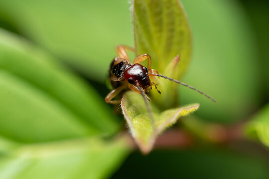 Earwig Insect Crawling on a Green Leaf