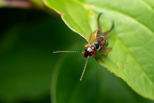 Earwig Insect Crawling on a Green Leaf