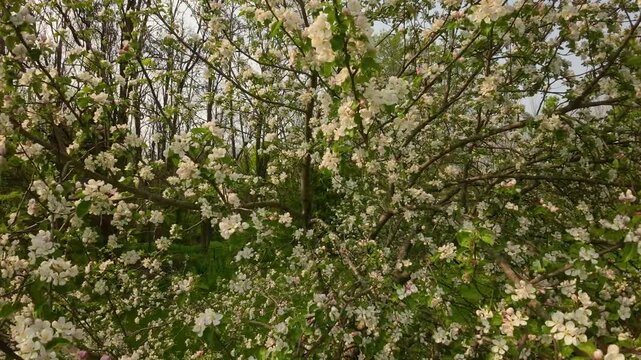 FPV drone flying through blooming apple orchard trees in spring