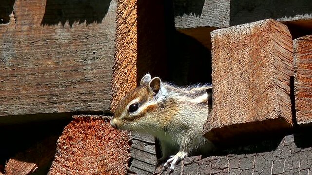シマリス