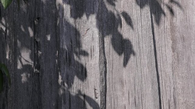 Footage of delicate leaf shadows falling across a weathered gray wooden wall in natural daylight. The contrasting organic shapes and aged wood grain create a minimalist rustic texture. Suitable for de