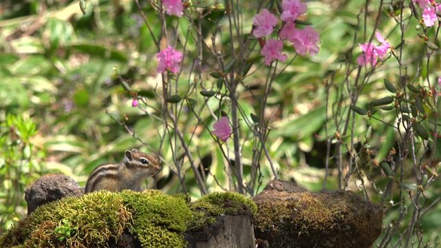 シマリスと花