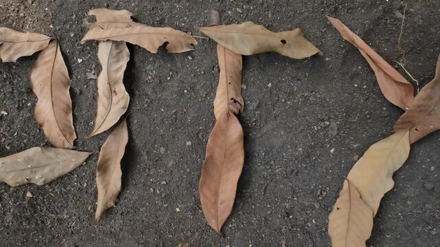 Word SORRY spelled out from left to right with dry leaves on ground
