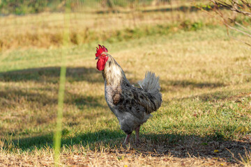 Lone rooster stands in a sunlit grassy field. His red comb gleams under the warm light. Feathers show soft grey and white tones. He looks alert, head tilted, as if scanning surroundings. © vip-photoworld