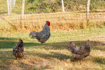 Three chickens graze in a sunlit grassy yard © vip-photoworld