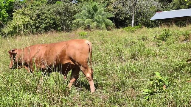 Ganado pastando en monta&ntilde;a 
