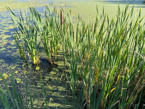 Dark, velvety reed-mace spike by the river; a marshy zone near the lakeshore