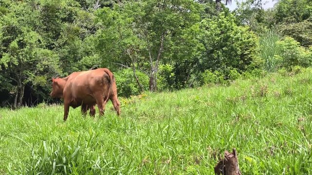 Ganado pastando en monta&ntilde;a 