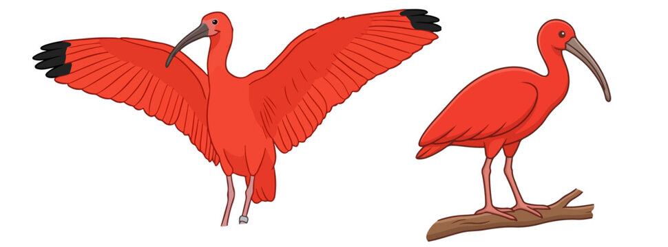 Scarlet Ibis Birds Set Vibrant Red Ibis Standing with Open Spread Wings and Perched on Branch Vector Illustration Isolated on White Background