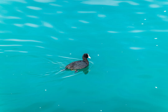 Black duck Eurasian coot Fulica atra is swimming in blue water.