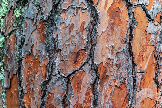 Old wood pine bark texture or background.