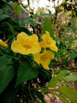 Bright yellow Tecoma stans flowers blooming in tropical garden