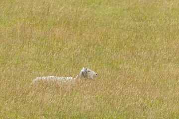 white-sheep-resting-in-tall-meadow-grass © chris2766