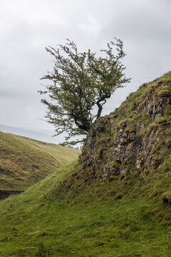 lone-tree-on-rocky-grass-covered-hillside