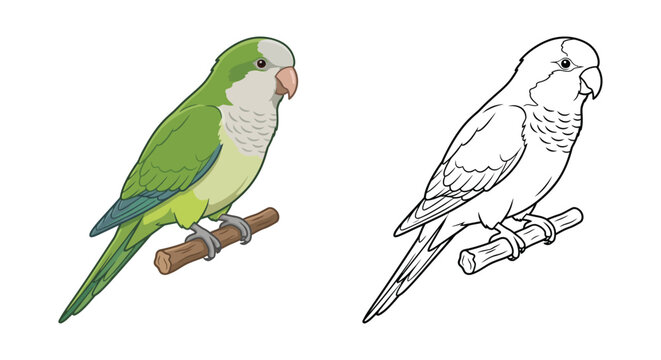 Green parrot and its line art version on a white background
