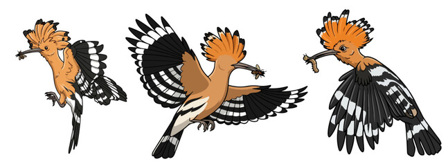 Eurasian Hoopoe Birds Set Flying Hoopoe Bird Carrying Insect Prey in Beak and Crested Upupa Epops Flying with Wings Spread Vector Illustration Isolated on White Background © Elementa Design
