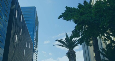 Naklejka premium Framing tall palm tree rising in downtown street canyon, dark-glass tower, blue tower, broad canopy