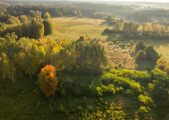 Naklejka premium Aerial view of a forest edge with changing autumn foliage