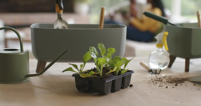 Hand trowel being inserted is signaling seedling tray is waiting for transplanting near window