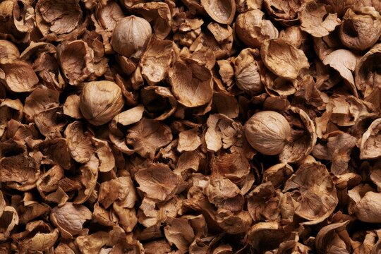 Dried brown seed shells scattered on a surface