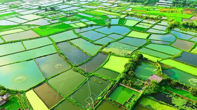 Vibrant aquaculture fish ponds create a mosaic pattern across the rural countryside during bright daylight.