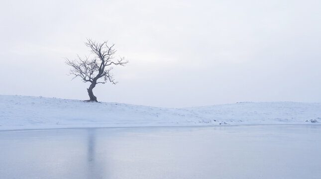 A lonely bare tree standing on a snowcovered hill next to a frozen lake in winter