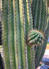 Close-up of tall columnar cactus stems with long spines and a small emerging side growth in natural sunlight. © Tetitana Yamnych