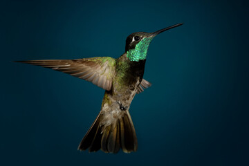 Rivoli's hummingbird in flight © willtu