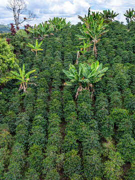 Aerial view of a lush coffee plantation with rows of green coffee bushes and scattered banana trees under a cloudy sky.