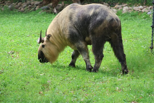 wild takin eating grass in the field