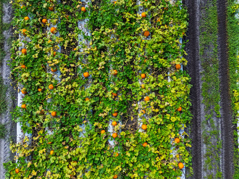 Aerial view of a vibrant pumpkin patch with orange pumpkins nestled among lush green vines and foliage, featuring rows of crops in Castle Hayne, North Carolina, United States.