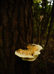 mushroom in the forest © Vickry